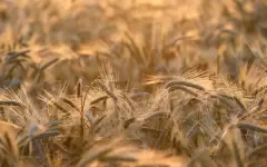 Россия сняла запрет на ввоз пшеницы из Казахстана