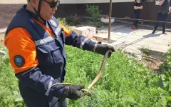 Жительнитца Шымкента обнаружила змею в своем дворе