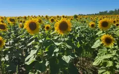 Страхование масличных культур продлится до 30 апреля 2025 года