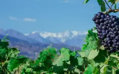 Arba Wine: Где рождается вдохновение