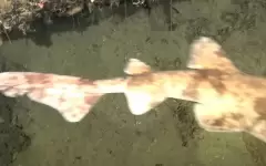 Ученые впервые запечатлели неуловимого глубоководного хищника