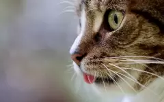 Кота сняли с электрической опоры в Актобе