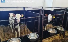 Квоты на вывоз рогатого скота введут в Казахстане