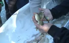Зарыбление реки Илек провели в Актобе