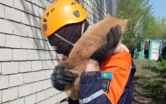 Кошку, просидевшую сутки на дереве, спасли в Актобе
