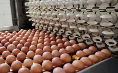Полугодовой экспорт куриных яиц ввел Кыргызстан