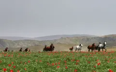 Жамбылская область укрепляет статус края тюльпанов: стартовал международный фестиваль