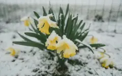 Казахстан в начале мая накроет непогода: ожидаются сильные дожди и снегопад