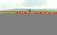 Международный фестиваль тюльпанов начался в Жамбылской области