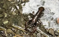 В водосбросном канале Актау обнаружили мертвых раков