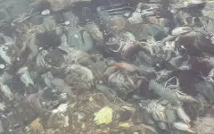 Мертвые раки напугали жителей Актау