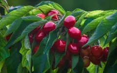 Чем полезен вишневый сок для здоровья кишечника