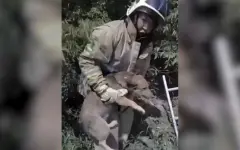 Собаку из ямы и кошку со столба: спасатели провели необычные операции