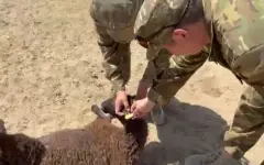 Пограничники пресекли незаконный перегон скота