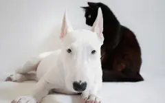 Почему кошки живут дольше собак
