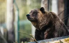 Под колесами автомобиля погиб знаменитый медведь гризли