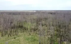 Уборку сгоревших деревьев не могут начать в Костанайской области