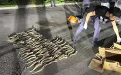 В Текели задержали мужчину с рогами сайгака на полмиллиарда тенге