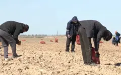 90% посевов Атырауской области перевели на водосберегающие технологии