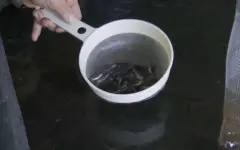 Сенаторы вернули в Мажилис законы по вопросам аквакультуры