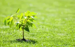 Республиканская акция «Семейное дерево» прошла по всей стране