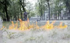 Не поджигать тополиный пух просит казахстанцев МЧС