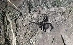 В Шымкенте каракурты начали массово нападать на людей