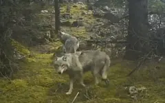 Редким видео поделились сотрудники нацпарка в Кольсае