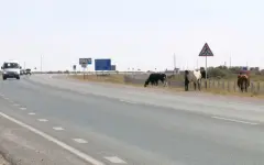 Владельцев бродячего скота наказывают в Кызылординской области