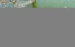 Массовую гибель рыбы зафиксировали в Атырауской области