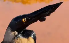 Птицу в нефти сняли на видео в Мангистау