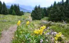 Временное ограничение доступа в Visit center Gorelnik 23 мая