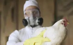 Ученые готовятся к тому, что следующей будет пандемия птичьего гриппа. Почему именно его?