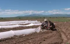 Арбузы на экспорт: посев бахчевых культур ведут в области Абай
