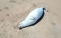 Свыше сотни туш тюленей вновь нашли на берегу Каспия