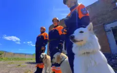 Экзамены для собак-спасателей провели в Усть-Каменогорске