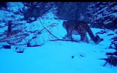 В нацпарках Казахстана засняли снежного барса и бурого медведя из Красной книги