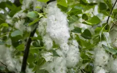 Раскрыта опасность тополиного пуха для машин