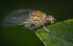 Ученые смогли сделать фруктовых мушек кокаиновыми