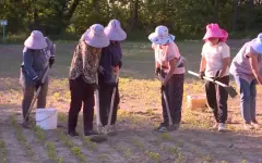 В Жонгар-Алатауском нацпарке высадили около 1,5 млн саженцев яблони Сиверса