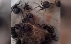 Каракурты атакуют Атыраускую область