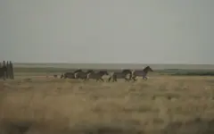 Семь лошадей Пржевальского выпустили в дикую природу Центрального Казахстана