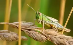 Костанайская область впервые борется с саранчой при помощи дронов