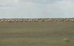 Свыше тысячи туш сайгаков утилизировали в ЗКО с начала года