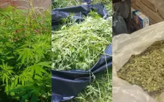 Более 900 кустов конопли вырастил в своем огороде житель Акмолинской области