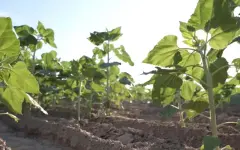 Туркестанские аграрии диверсифицируют посевы