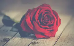 Автор строк популярной песни Қызыл раушан живет на улице и страдает алкоголизмом