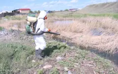 Полчища комаров атакуют курортный Балхаш