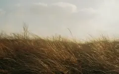 Серьезные последствия урагана в Павлодарской области: фото и видео