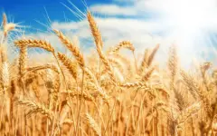 Запасы зерна в Казахстане полностью покрывают внутреннюю потребность